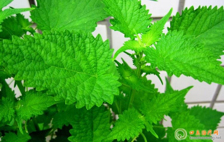 口臭的中醫辯證治療 口臭的中醫辯證治療