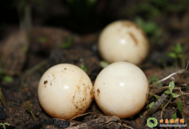 �ڳ����ԳԼ��~��