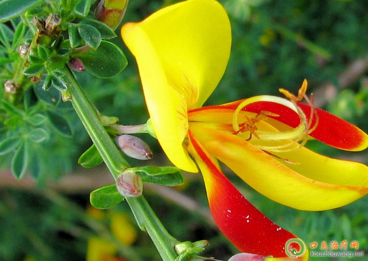 口臭可以吃金雀花 口臭可以吃金雀花