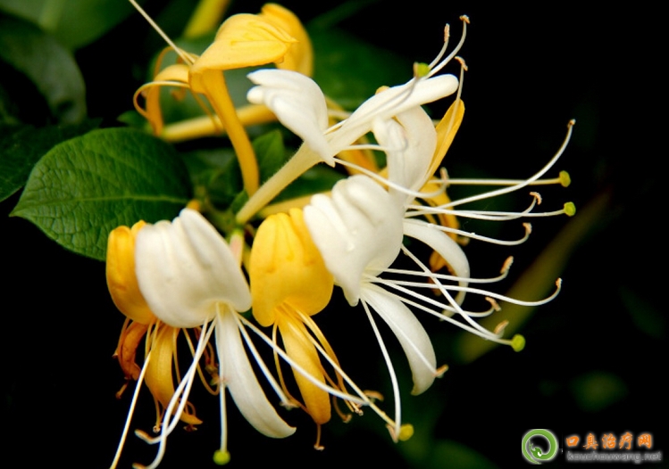 �ڳ����ԳԽ��y��