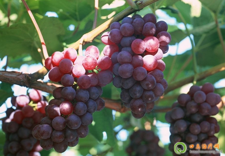 �ڳ����ԳԾ޷�����