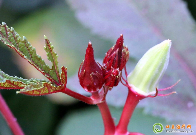 �ڳ����ԳԼt���