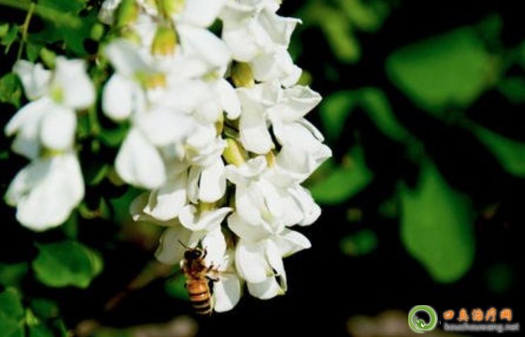 �ڳ����ԳԻ���