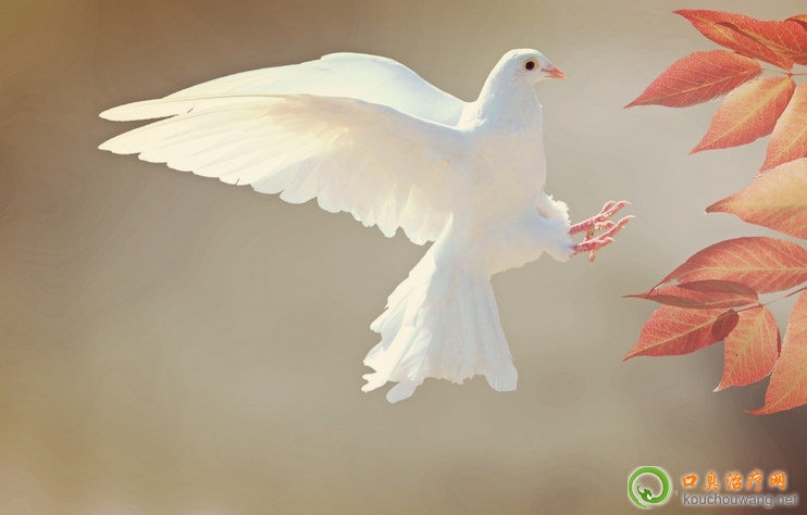 �ڳ����Գ�����